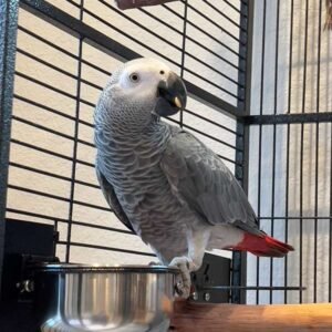 Congo African Grey Parrot for sale 1