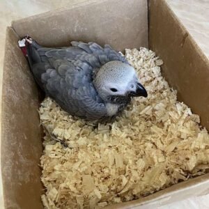 Baby Grey for Sale