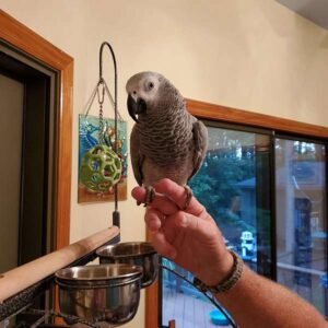 Dna Tested Female African Grey Parrot1