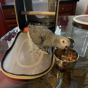 Dna Tested Female African Grey Parrot4