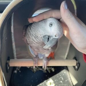 Dna Tested Female African Grey Parrot5