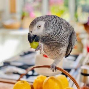 africangreyparrot    2569177710598791788 1457232072