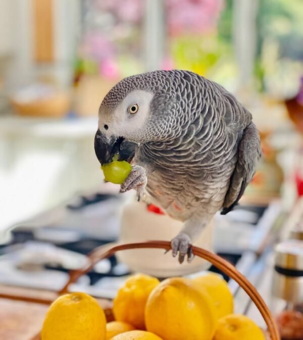 africangreyparrot    2569177710598791788 1457232072