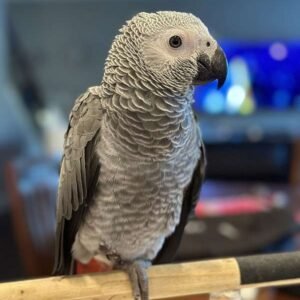 congo african grey parrot for sale