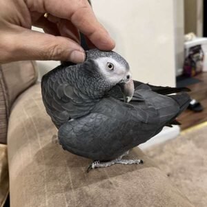 female Timneh African grey parrot 1