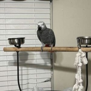 female Timneh African grey parrot1