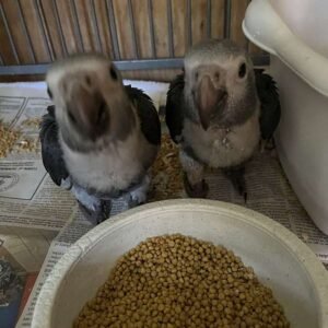 timneh african grey parrot for sale 1