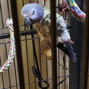 baby African Grey Parrots