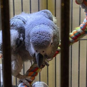 baby African Grey Parrots1