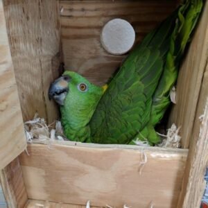 Amazon Parrot Eggs