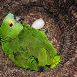 Amazon Parrot Eggs1