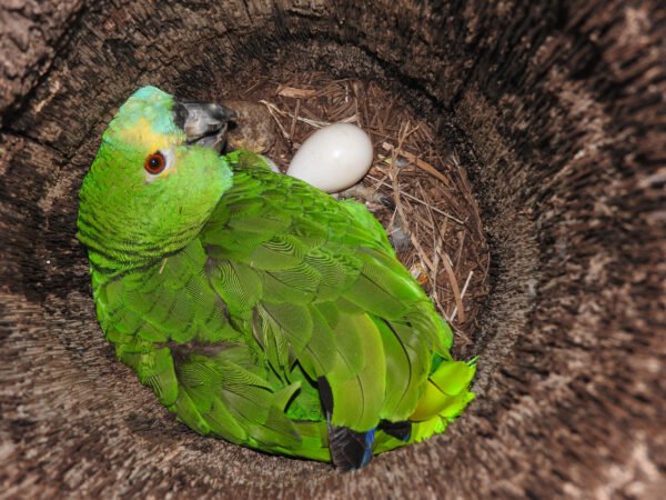 Amazon Parrot Eggs1