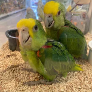 Amazonparrots 600x