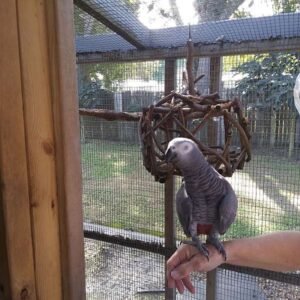 Dna Tested Female African Grey Parrot