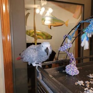 Dna Tested Female African Grey Parrot2