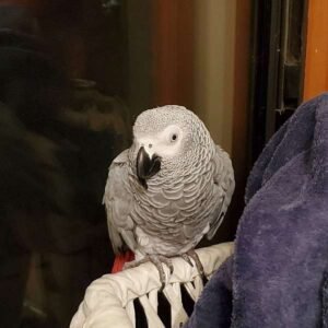 Dna Tested Female African Grey Parrot3