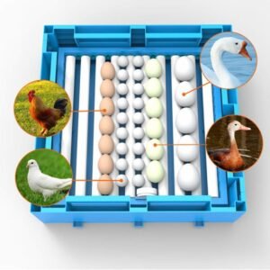 Eggs Transparent Hatching Machine. 768x768 2