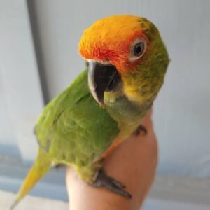 Gold Capped Conures 3