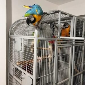 Male and Female Blue Gold Macaws