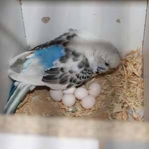 Parakeet Eggs