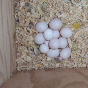 Solomon Eclectus Parrot Eggs