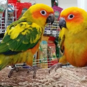 Sun Conures for Sale