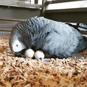 african grey parrot eggs