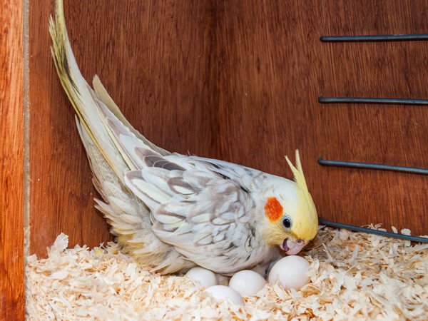 cockatiel nesting