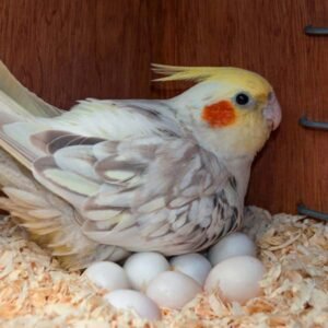 cockatiel sitting