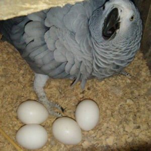 parrot eggs 2