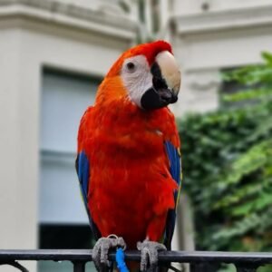 ruby arlo the macaws 2646535670105595098 48186264017 4 1080x1080