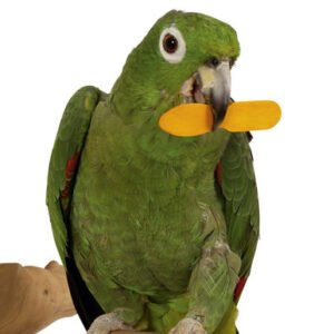 50 coloured ice cream sticks chewable parrot foot toy