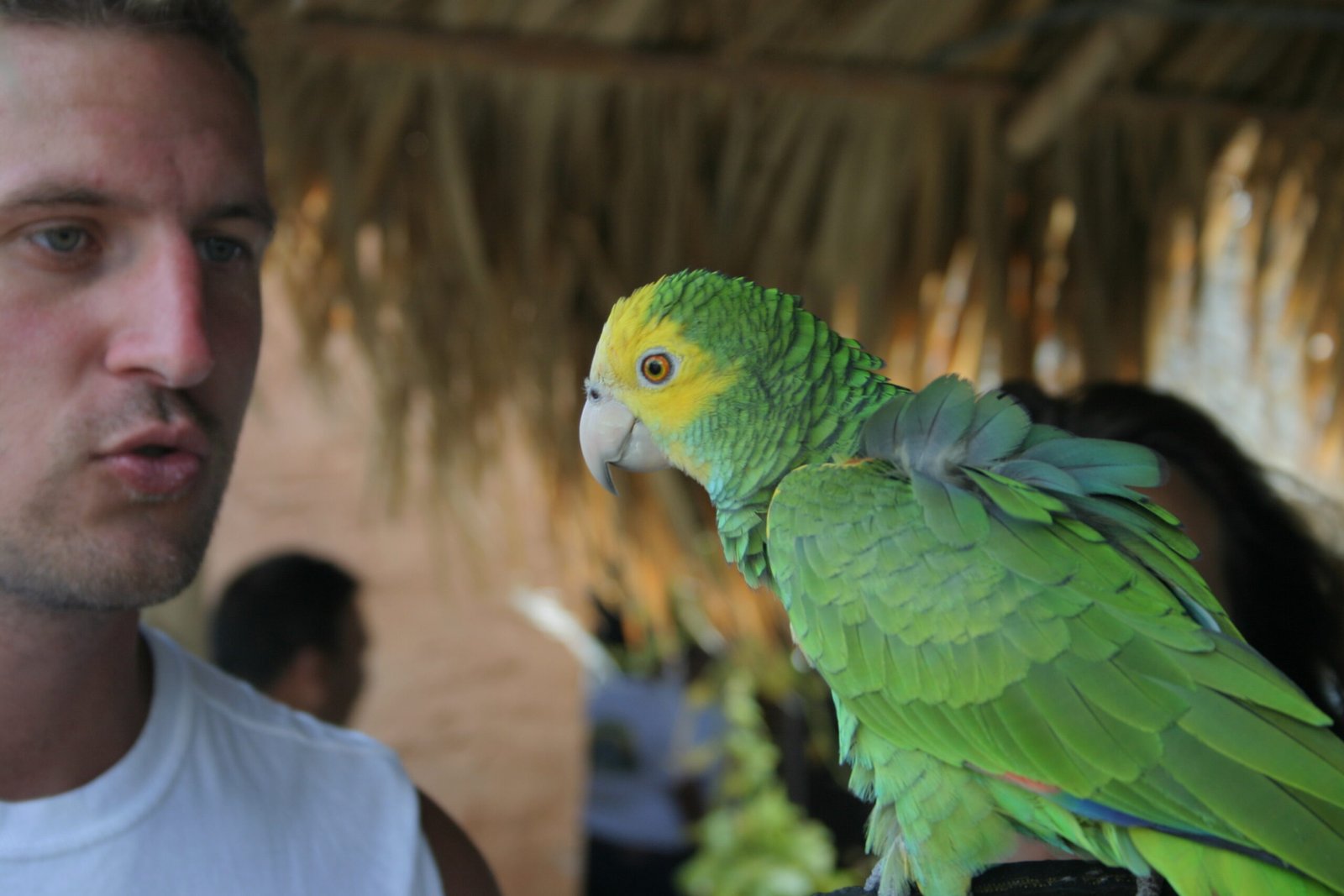 Amazona barbadensis  pet parrot 7 scaled