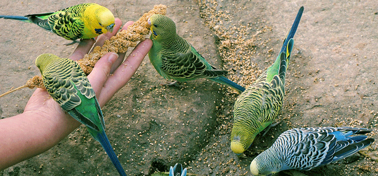 budgerigars 1280