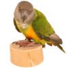 jelly cups parrot treat holder