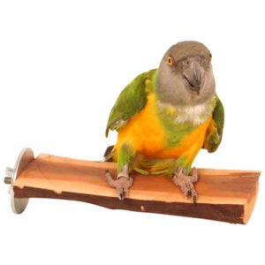 manzanita flat parrot perch small