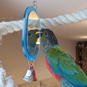 mirror parrot toy