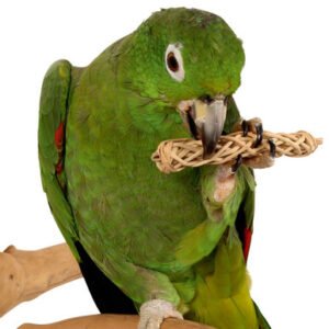 natural chews for parrots pack of 6