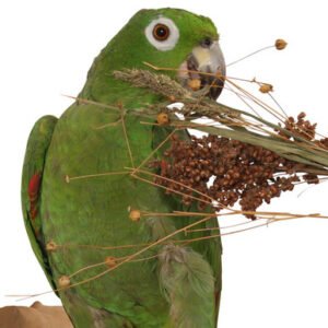 naturals pick n fly 130g treat for pet birds