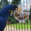 original foraging wheel interactive creative parrot toy