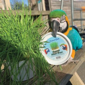 Parrot Cafe Organic Wheat Grass Parrot Treat - Grow Your Own