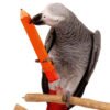 parrot pencil foot toy large