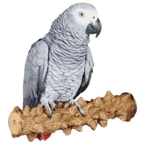 pepper wood natural bumpy parrot perch large