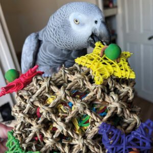 picking pocket parrot toy