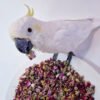 Polly's 70g Natural Floral Calm Complementary Parrot Food