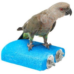 sanded nail trimming platform parrot perch