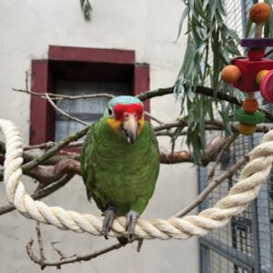 sisal rope zig zag parrot perch large