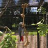 sisal tarzan rope parrot toy medium