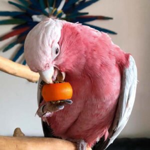 six rings a treat tasty parrot toy and treat