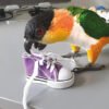 Sneaker Foot Toy For Parrots Single